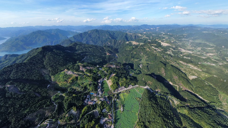 绿城咨询