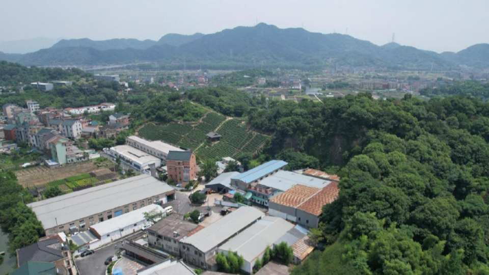 绿城咨询
